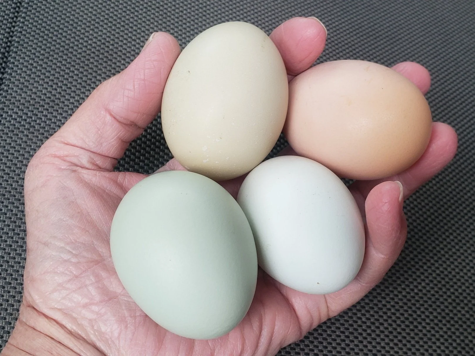 Shelly's+Farm+-+20210102_142625 A hand holding four colorful eggs in various shades, including pale green, light blue, cream, and peach, showcasing the diversity of egg colors in poultry farming.
