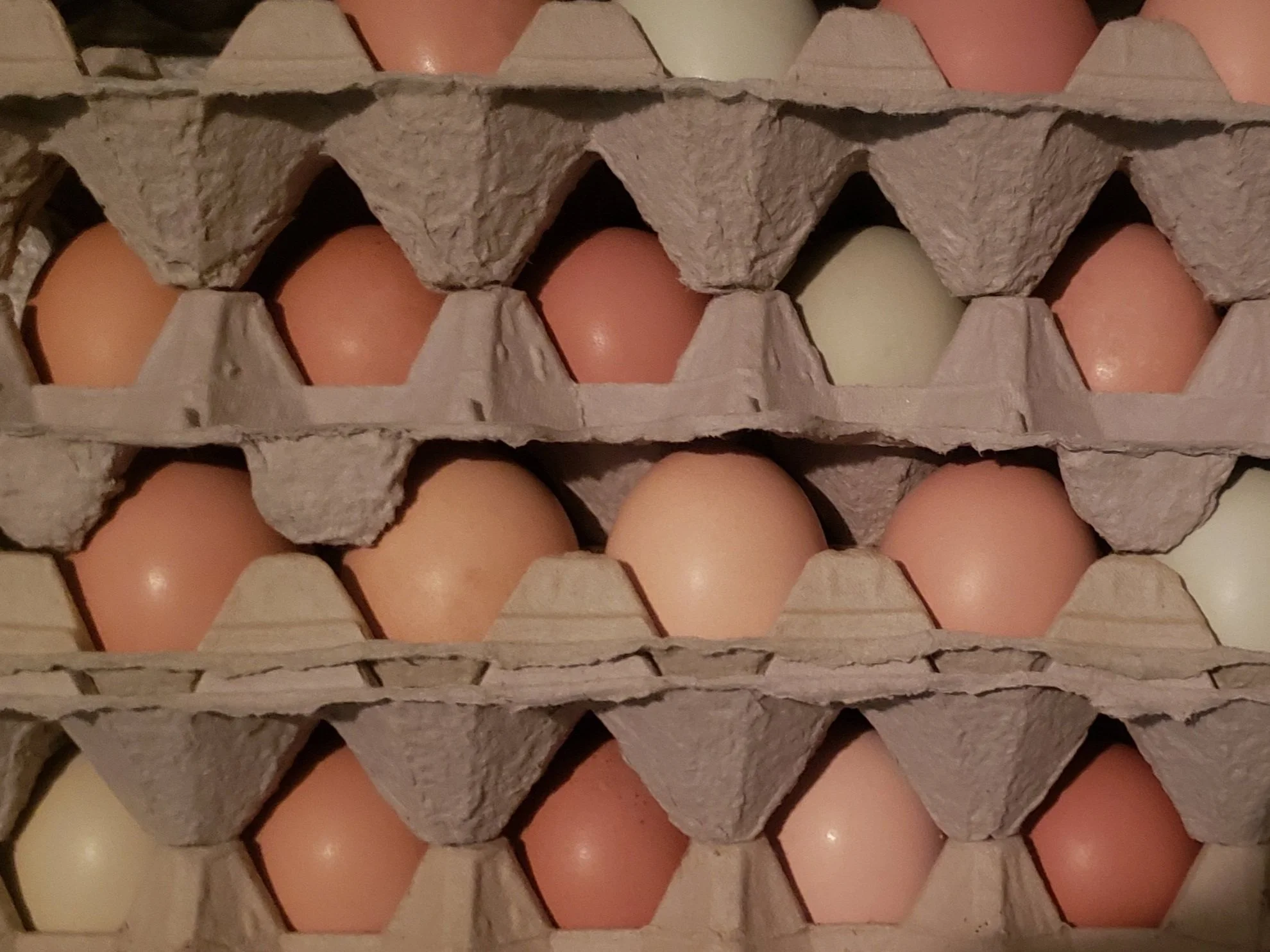Shelly's+Farm+-+20210305_174420 Close-up of stacked egg cartons containing various colored eggs, including brown and pale green, showcasing a fresh supply of eggs ready for sale or consumption.