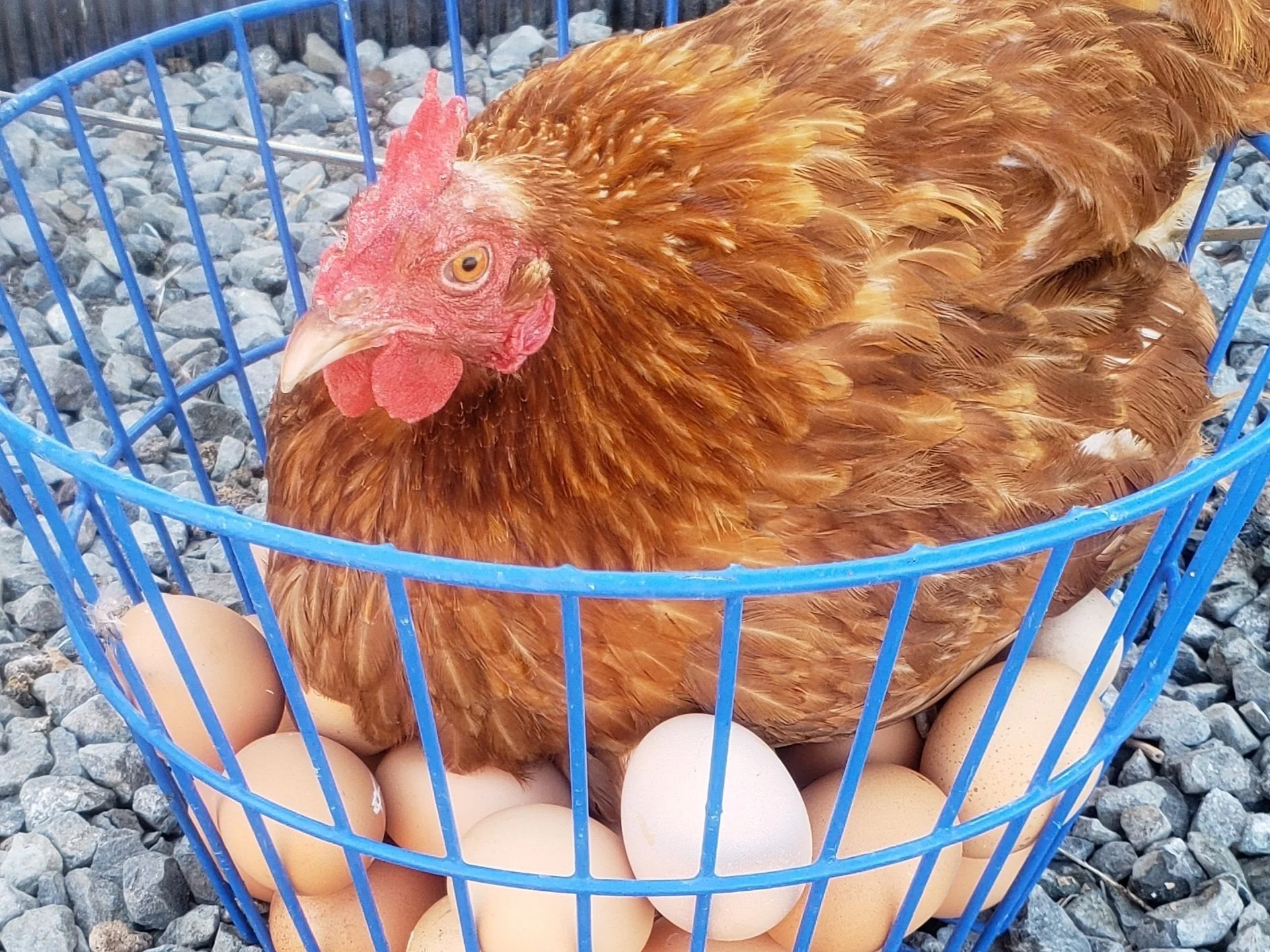 Shelly's+Farm+-+IMG_20190918_130425_973 Brown hen sitting in a blue basket filled with eggs, surrounded by gravel. The image captures the hen's vibrant feathers and attentive expression, highlighting a common scene in backyard poultry farming.
