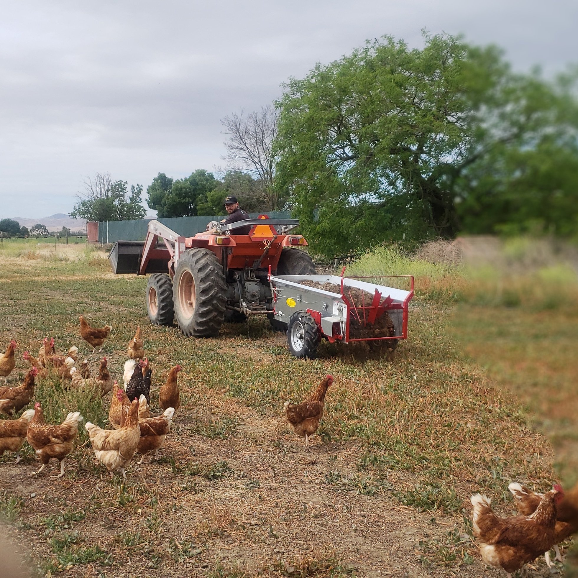 Shelly's+Farm+-+IMG_20200513_114155_710 A farmer operates a tractor with a trailer on a farm, surrounded by free-range chickens and green grass under a cloudy sky.